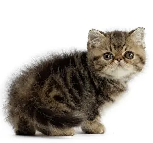 Cute Kittens By Jean-Michel Labat: Cat