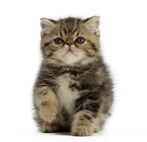 Cute Kittens By Jean-Michel Labat: Cat