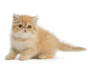Cute Kittens By Jean-Michel Labat: Cat
