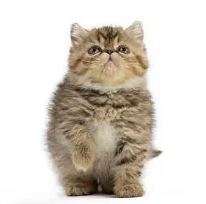 Gestures: Cat