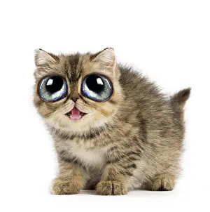 Distorted: Cat - Exotic Shorthair kitten with big eyes