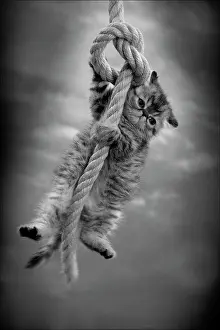 Ropes: Cat