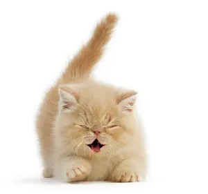 Satisfied: Cat Exotic Shorthair kitten. Digital Manipulation