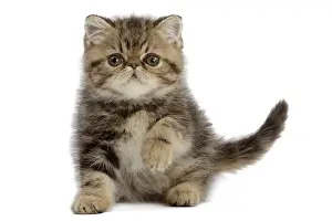 Hopeful: Cat