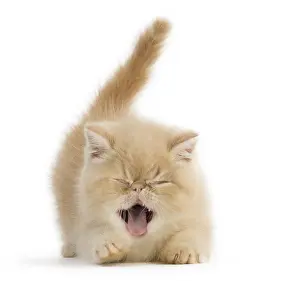 110418: Cat, Exotic Shorthair kitten, smiling and laughing