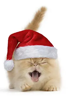 110418: Cat, Exotic Shorthair kitten, smiling and laughing