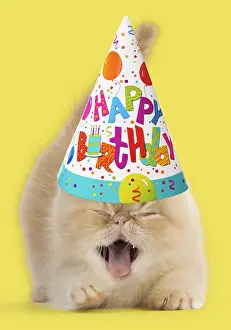 110418: Cat, Exotic Shorthair kitten, smiling and laughing