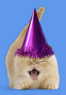 110418: Cat, Exotic Shorthair kitten, smiling and laughing