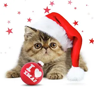 Bauble: Cat Exotic Shorthair kitten wearing Christmas hat