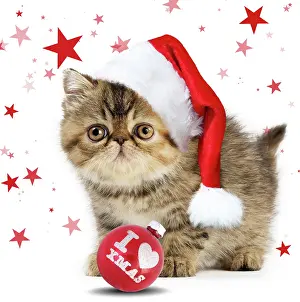 Bauble: Cat Exotic Shorthair kitten wearing Christmas hat