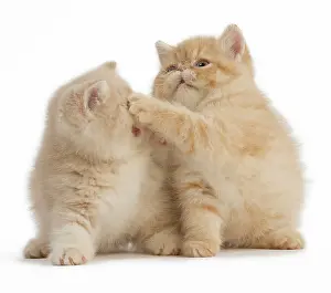 Hitting: Cat