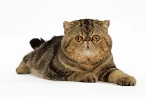 Surprised: Cat