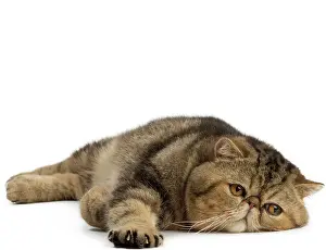 Chilling: Cat
