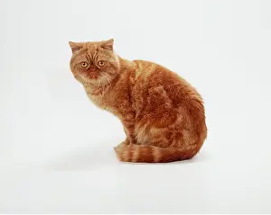 Ginger: CAT - Exotic Shorthair Red Tabby Cat Shorthair Nonself