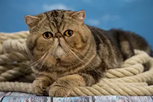 Ropes: Cat