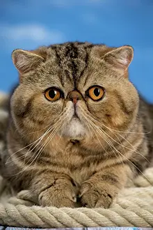 Ropes: Cat