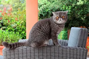 Shor: Cat exotic shorthair sitting on an armchair