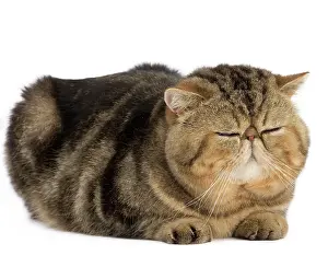 Blinking: Cat