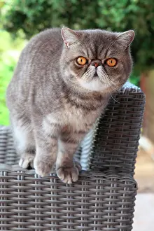 Shor: Cat exotic shorthair standing on an armchair