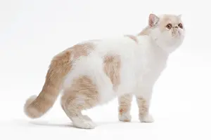 Exotics: Cat - Exotic shorthair in studio