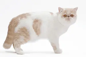 Exotics: Cat - Exotic shorthair in studio