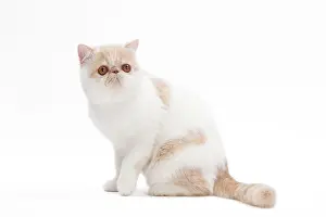 Exotics: Cat - Exotic shorthair in studio