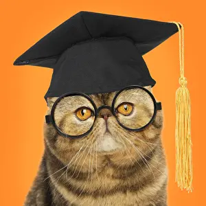 040718: Cat - Exotic Shorthair wearing glasses and mortar