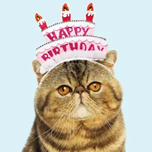 161018: Cat - Exotic Shorthair wearing glasses and mortar board