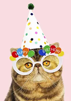 090819: Cat - Exotic Shorthair wearing Happy Birthday party
