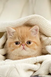 Jumper: Cat - Exotic Shorthair wrapped in jumper