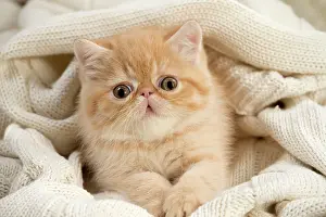 Jumper: Cat - Exotic Shorthair wrapped in jumper