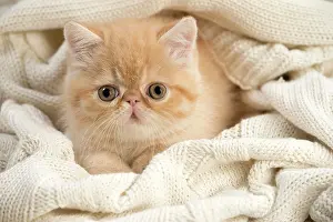 Jumper: Cat - Exotic Shorthair wrapped in jumper