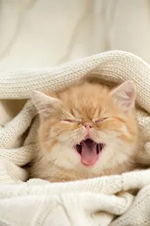 Jumper: Cat - Exotic Shorthair wrapped in jumper - yawning