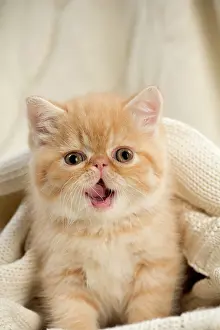 Jumper: Cat - Exotic Shorthair wrapped in jumper - yawning