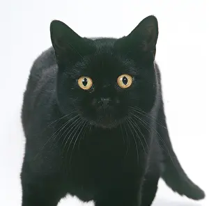 Exotics: CAT - EXOTIC SHORTHAIRED BLACK
