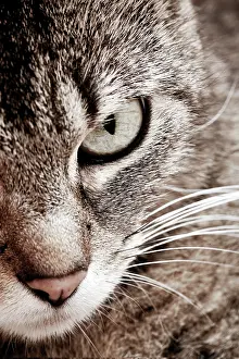 Gaze: Cat, eye
