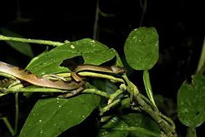 Leptodeira: Cat-eyed Snake