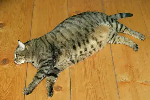 Weight: Cat - fat tabby lying on floor