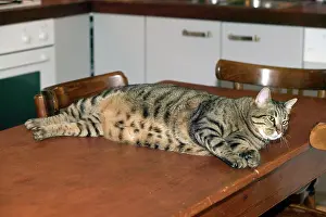 Weight: Cat - fat tabby lying on table