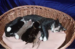 Baskets: CAT feeding kittens in basket