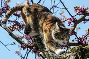 Redbud: Cat (Felis catus), European shorthair, cat, tricolour