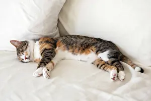 Sofa: Cat (Felis catus), European shorthair, cat, tricolor