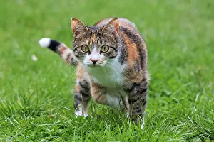 Tricolor: Cat (Felis catus), European shorthair, cat, tricolour