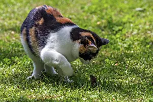 Tricolor: Cat (Felis catus), European shorthair, cat, tricolour