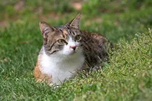 Tricolor: Cat (Felis catus), European shorthair, cat, tricolour