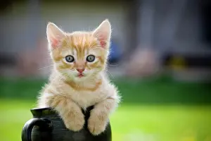 Containers: Cat (Felis catus), kitten