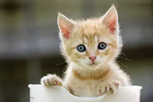 Container: Cat (Felis catus), kitten