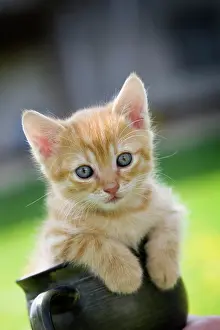 Container: Cat (Felis catus), kitten