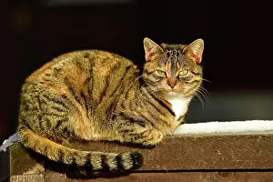 Beam: Cat (Felis silvestris catus), enjoying the warm