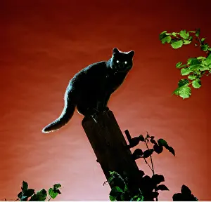 Fencepost: CAT ON FENCEPOST - NIGHT